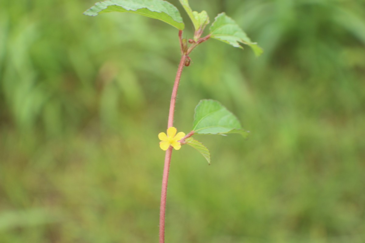 Corchorus aestuans L.